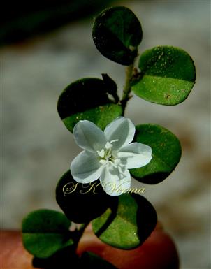  Flowering Shoot